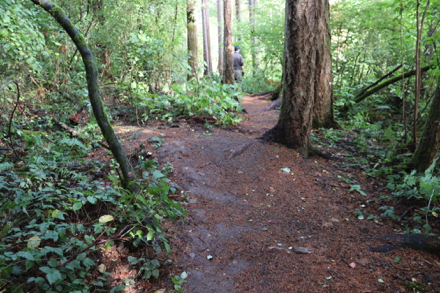 Natural surface trails may have tree roots